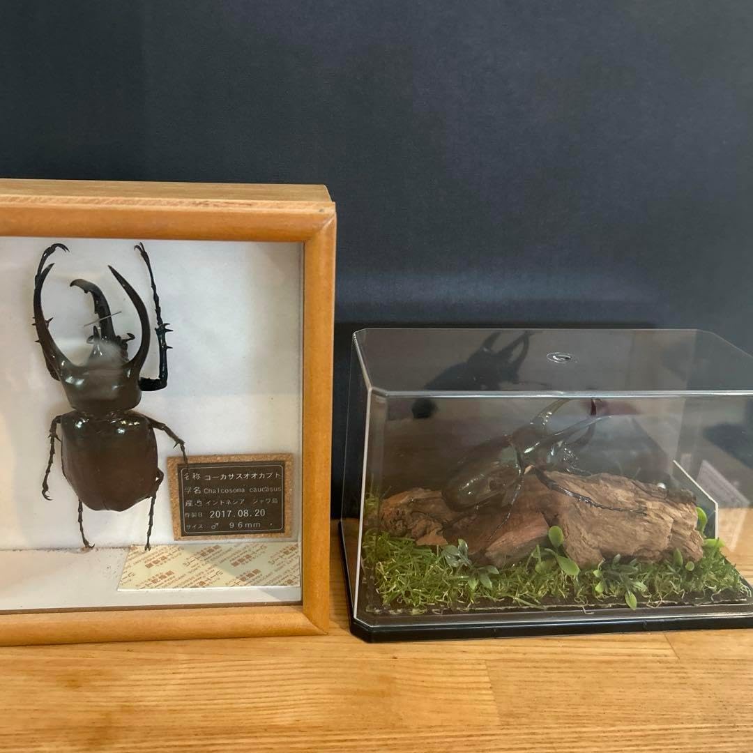 大型種親】コーカサスオオカブト（ssp.chiron） 初令 幼虫 10頭セット